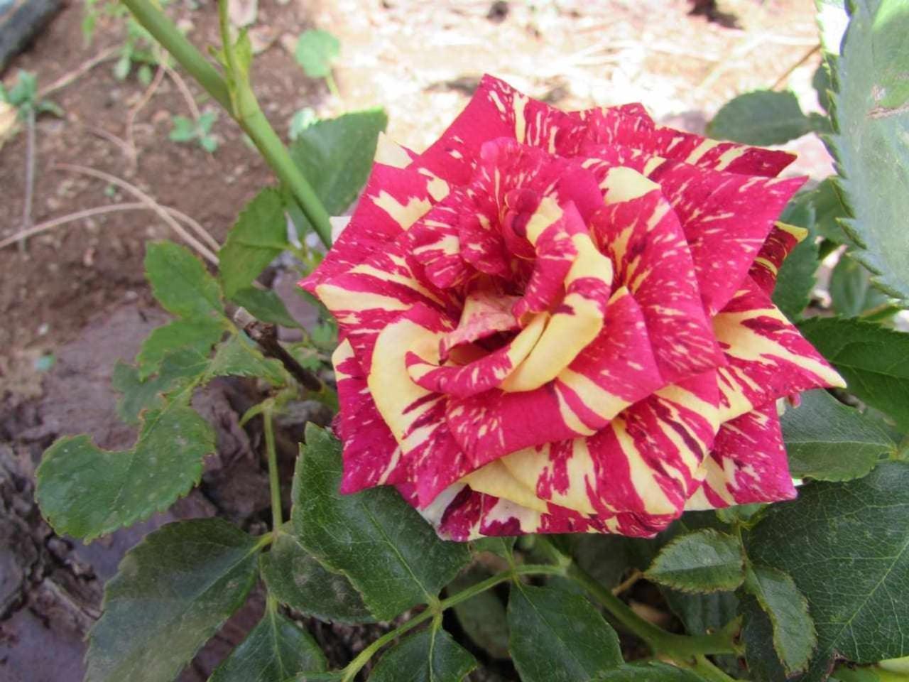 Farm stay Quinta Da Idalina